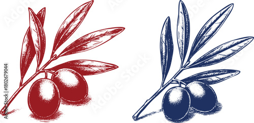 Olive Branch Illustrations with Olives in Red and Blue on White Background fruit food