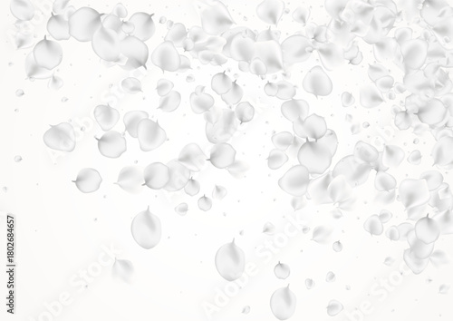 White_petals_gray_background_206.eps