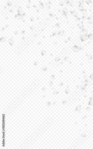 White_petals_transparent_background_101.eps