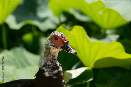 A close-up portrait of a Muscovy duck in nature