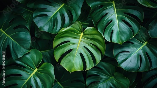 Wallpaper Mural Tropical Monstera Leaf Background for Design and Decor Torontodigital.ca
