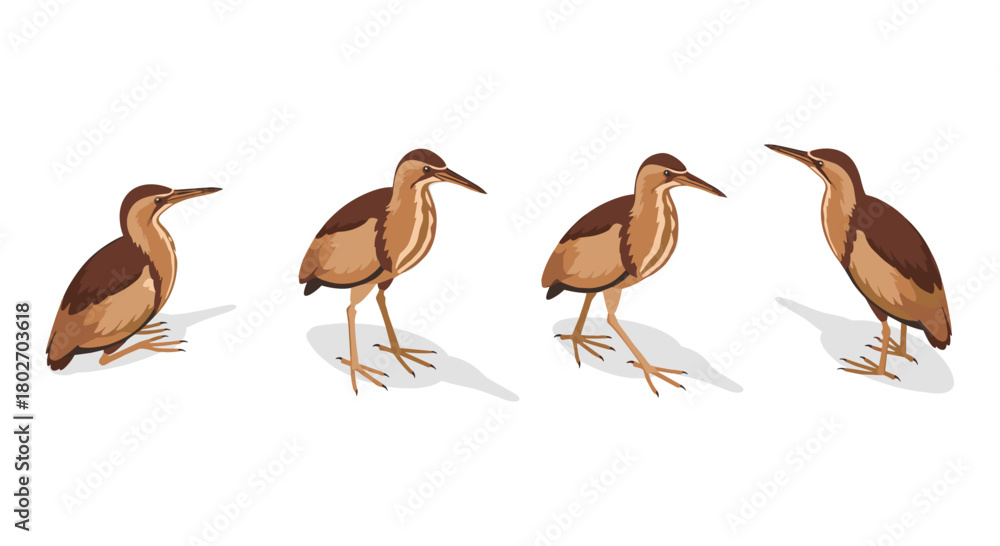 Obraz premium Bittern bird poses: detailed avian wildlife collection in natural stance