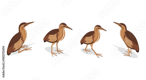 Realistic bittern birds in various poses with natural shadows