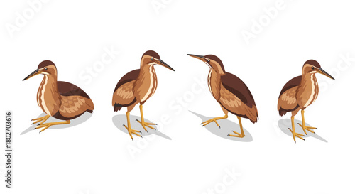 Isometric birds in different poses with white background