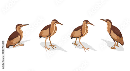 Bittern bird poses: detailed avian wildlife collection in natural stance
