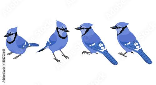 Blue jay birds in various poses: colorful wildlife art on white background