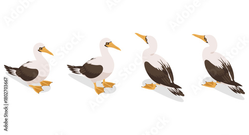 Isometric seagull illustrations showing four unique poses and angles in calm tones