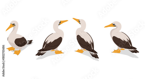 Flat style booby bird set on white background with different poses