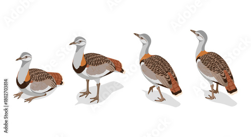 Great bustard bird set: realistic walking and resting poses on white background