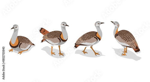 Great bustard birds in various poses with detailed colorful art