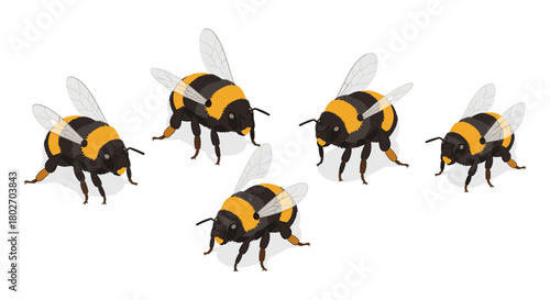 Realistic 3d bumblebee group with transparent wings on white background
