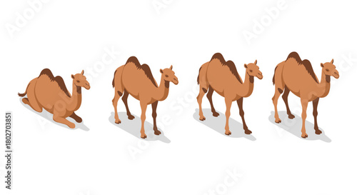 Isometric camel illustrations in various poses on white background