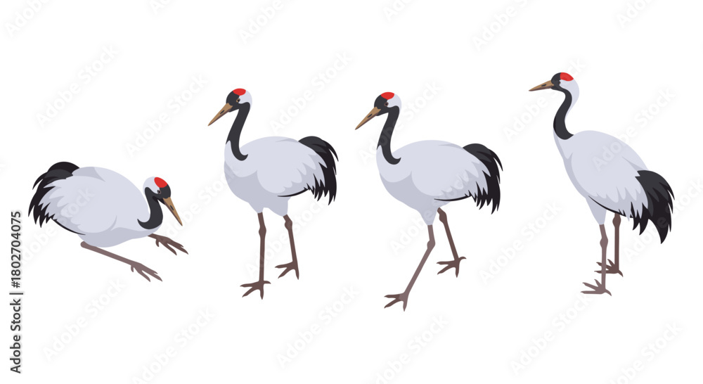 Obraz premium Graceful red-crowned crane in various poses with white background