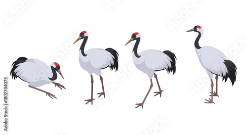 Graceful red-crowned crane in various poses with white background