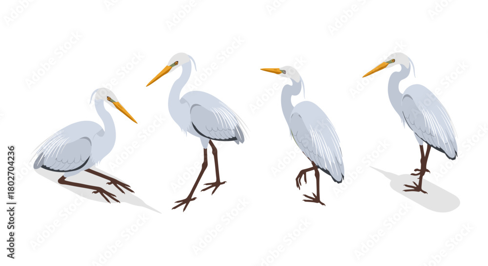 Fototapeta premium Elegant herons in diverse poses on white background