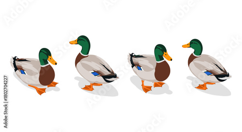 Colorful mallard ducks walking in line on white background