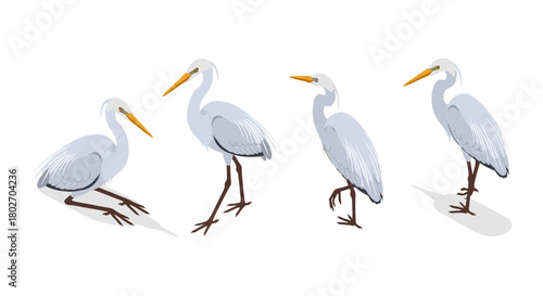 Elegant herons in diverse poses on white background