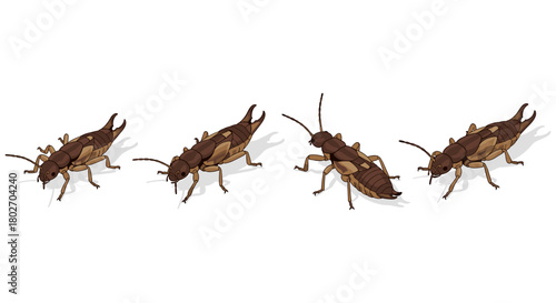 Realistic brown cricket insects in various poses with shadows