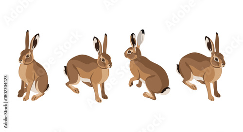 Realistic rabbit poses on white background for nature and wildlife design projects