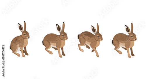 Isometric brown hare sequence in motion on white background