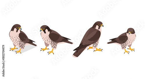 Peregrine falcon set featuring birds in different standing poses in flat style