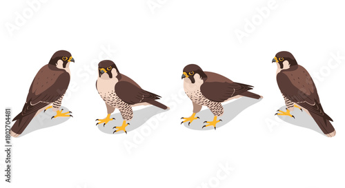 Isometric peregrine falcons in various poses on white background