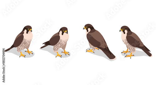Isometric peregrine falcon set: stunning bird poses in detailed art