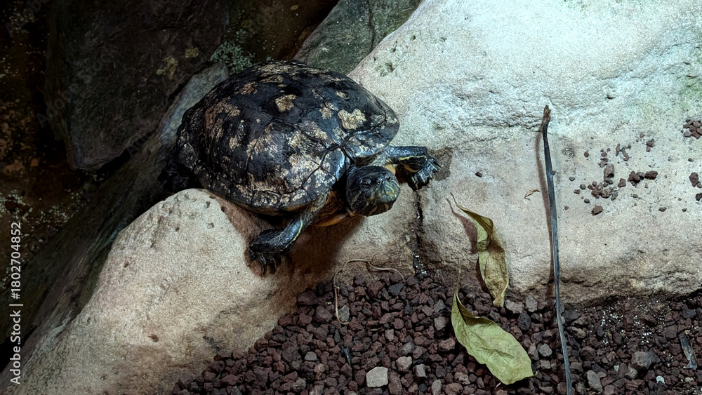 Obraz premium Cumberland box Turtle in aquarium. 