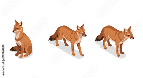 Isometric fox set featuring three adorable poses on a white background