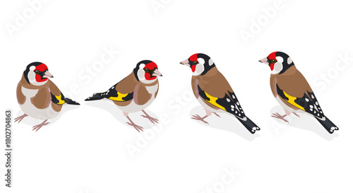 Colorful goldfinch set on white background