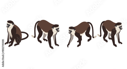 Stylized monkey set in walking and sitting poses on white background
