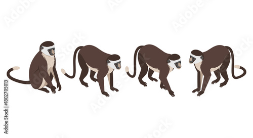 Set of isometric monkeys in various poses on white background