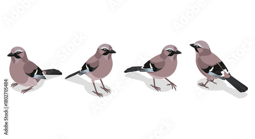 Set of four cute jay birds in flat style with shadows on white background