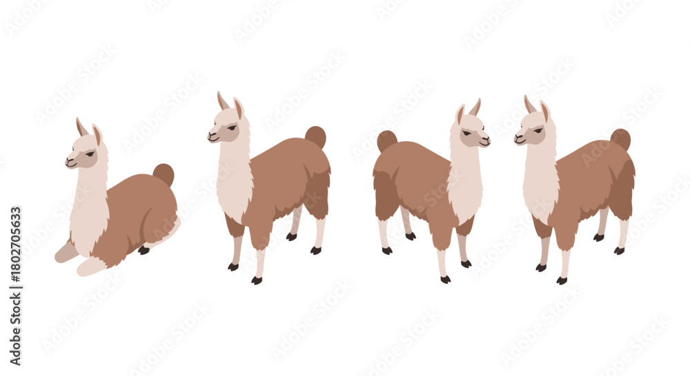 Fototapeta premium Set of cute llamas in different poses on white background