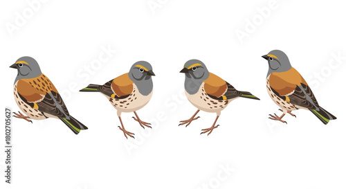 Colorful bird illustrations featuring diverse sparrow poses