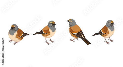 Flat design birds set: detailed and diverse bird illustrations for nature projects