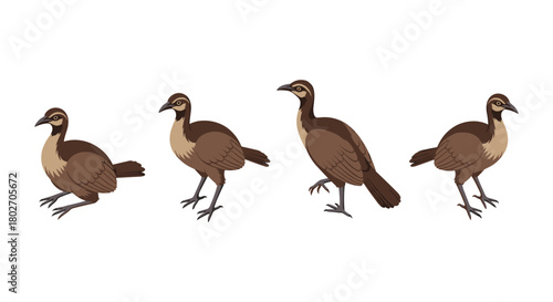 Cartoon brown birds in various poses on white background
