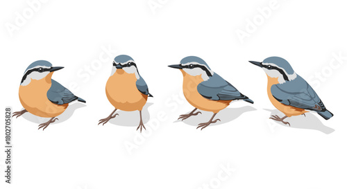 Colorful nuthatch birds in flat style with detailed feathers on white background