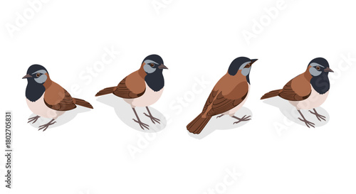 Realistic bird designs: four colorful birds on white background