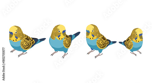 Colorful budgie variations in flat style on white background