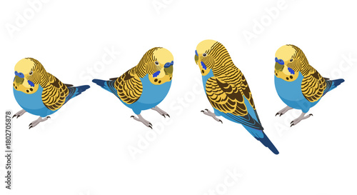 Colorful parrot in multiple poses on white background