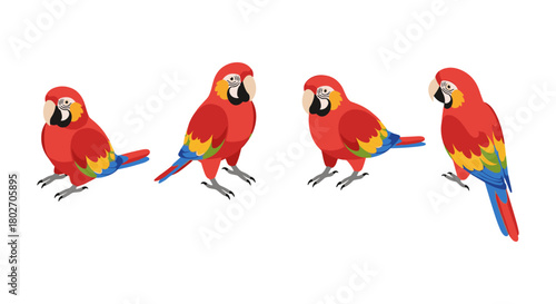 Colorful parrots in flat style on white background