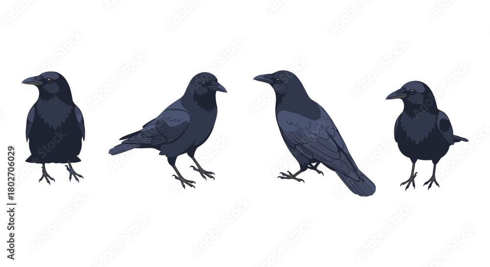 Fototapeta premium Dark elegant ravens in flat style with four unique poses on white background