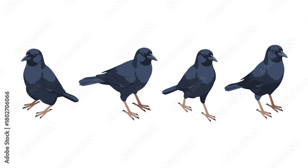 Fototapeta premium Realistic crow bird set with various poses isolated on white background