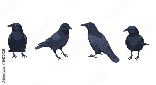 Dark elegant ravens in flat style with four unique poses on white background