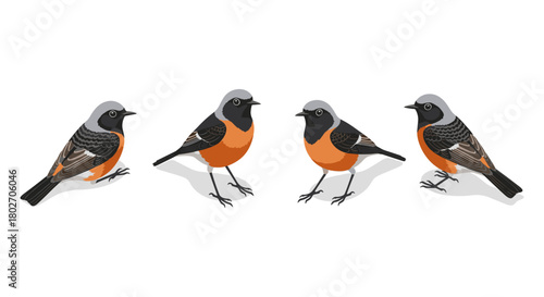 Colorful birds with orange chest in various poses on white background