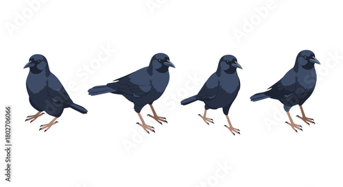Realistic crow bird set with various poses isolated on white background