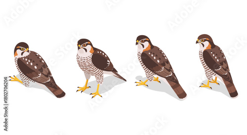 Colorful birds of prey in modern flat design with realistic details