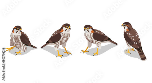 Collection of detailed falcons in diverse poses with shadows