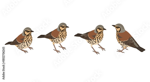 Detailed bird collage with lifeless stance featuring four distinct thrush birds in side profile